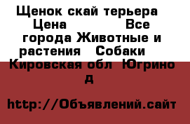 Щенок скай терьера › Цена ­ 20 000 - Все города Животные и растения » Собаки   . Кировская обл.,Югрино д.